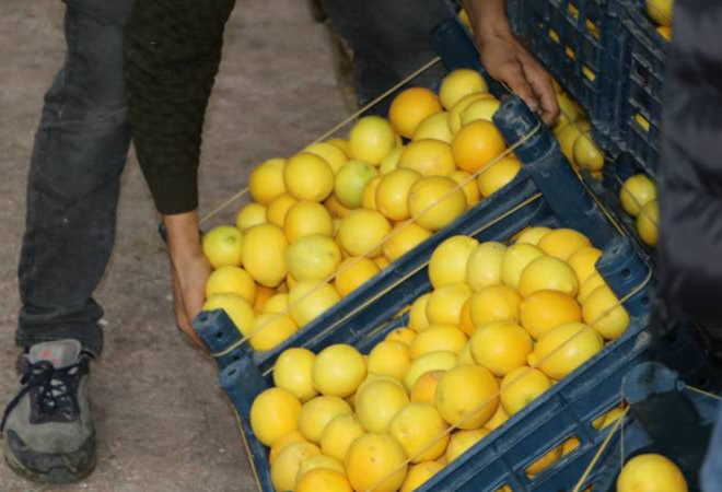 Limonda hal-market makası 10 katı aştı